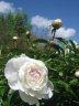 IMG_4355.JPG - 